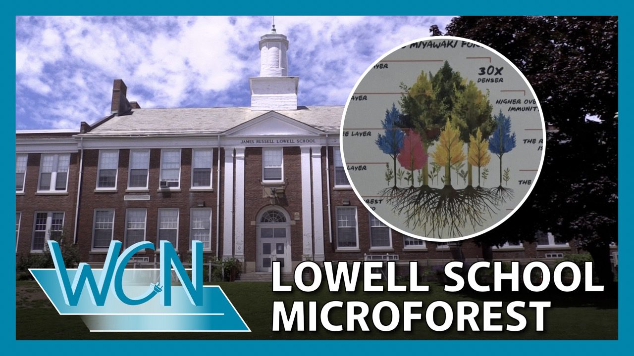 A Small “Microforest” will be Planted at a Watertown Elementary School Later This Year